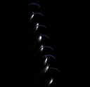 JACL9077.jpg