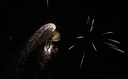 Nazwa pliku=JACL7363.jpg
Wielkość pliku=1082KiB
Rozmiar=1920x1187
Data dodania= %29, %651 %2024 JACL7363.jpg