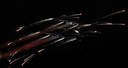 JACL0334.jpg